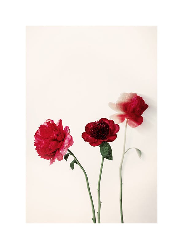 Red Flowers Poster (21x30 cm)