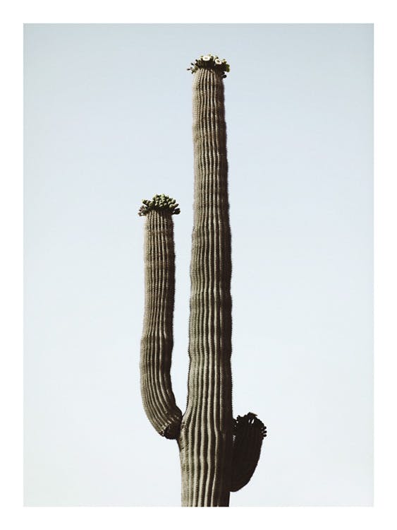 Desert Cactus Poster 0