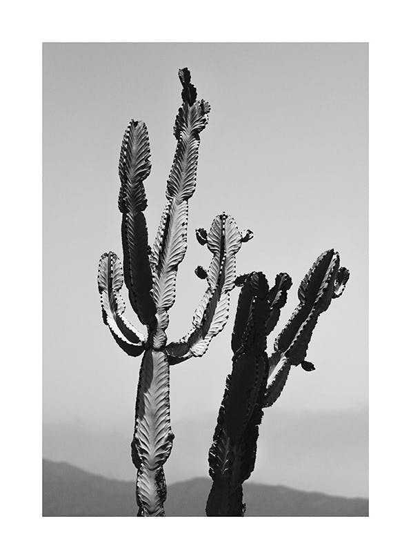 Wild Cacti Poster (50x70 cm)- Poster 21x30 cm