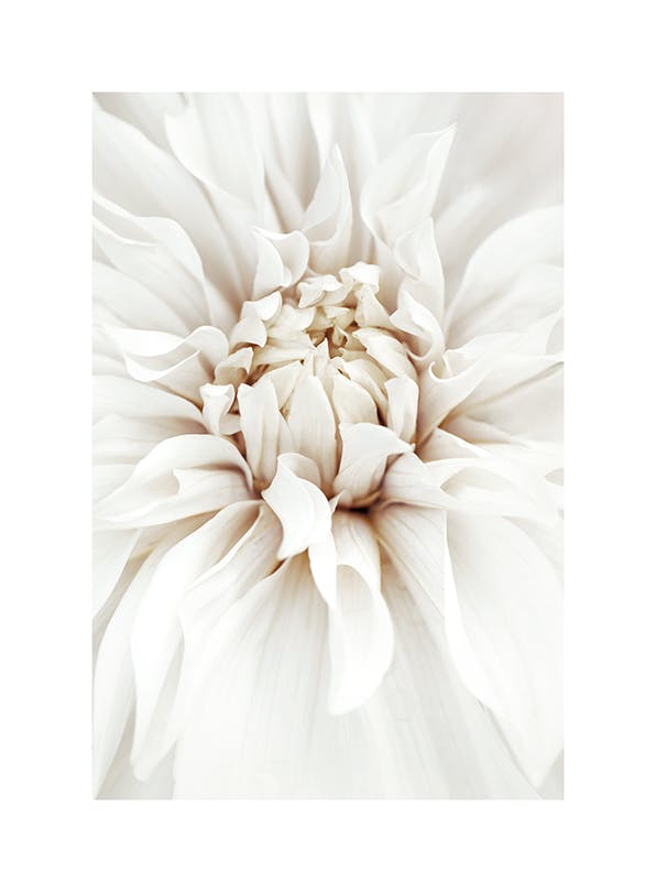 Dreamy White Dahlia Print (30x40 cm)