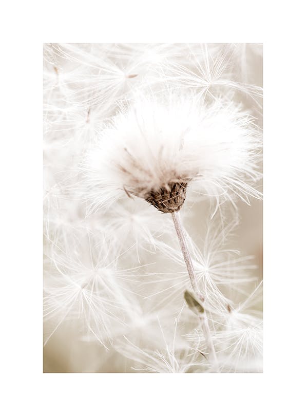 White Cotton Flower Plakat (50x70 cm)