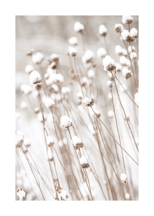 Snow Covered Flowers Affiche 0