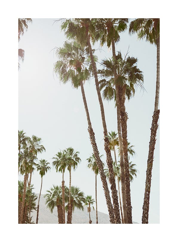Golden Hour Palms Plakat (30x40 cm)