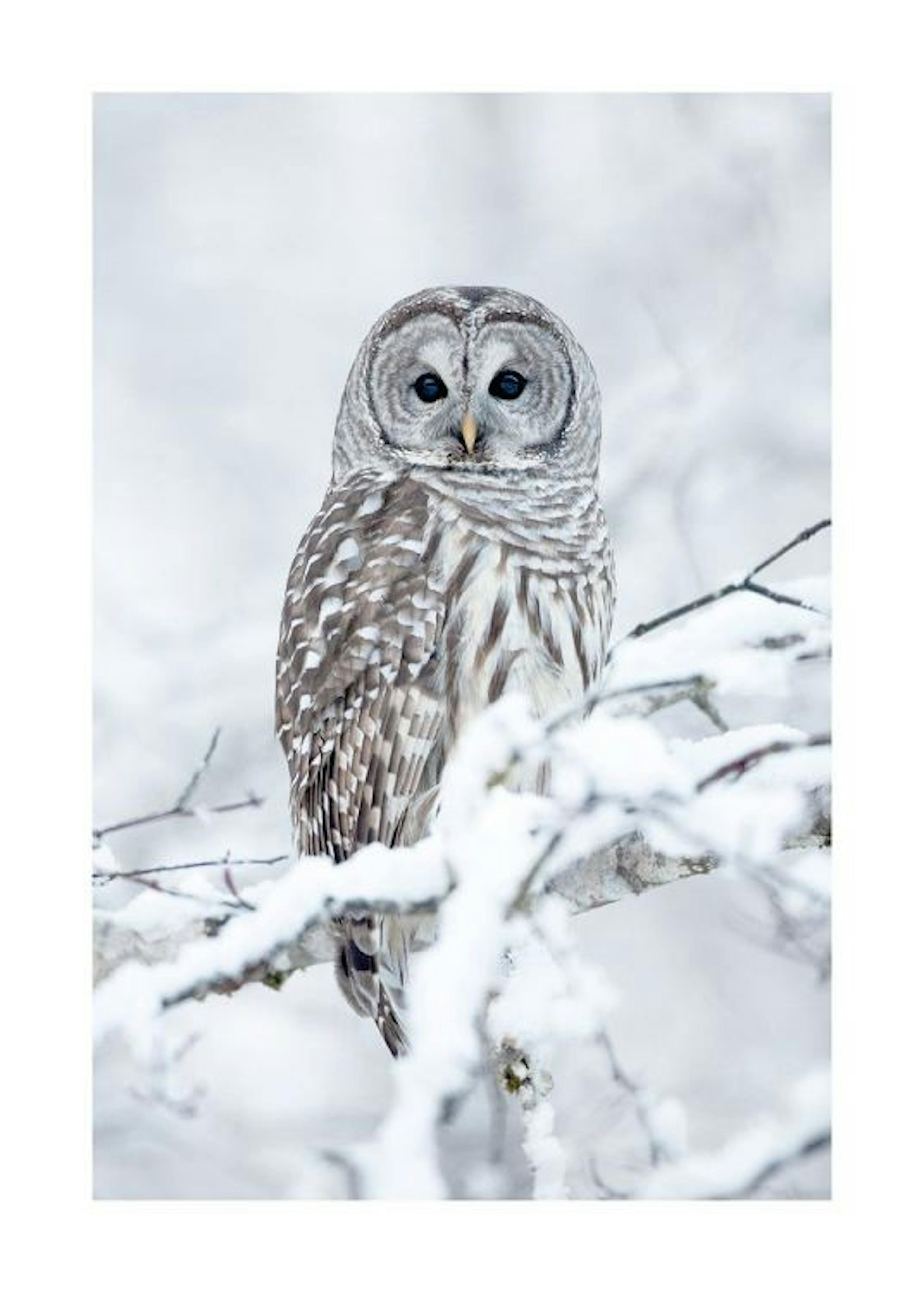 Barred Owl Plagát 0