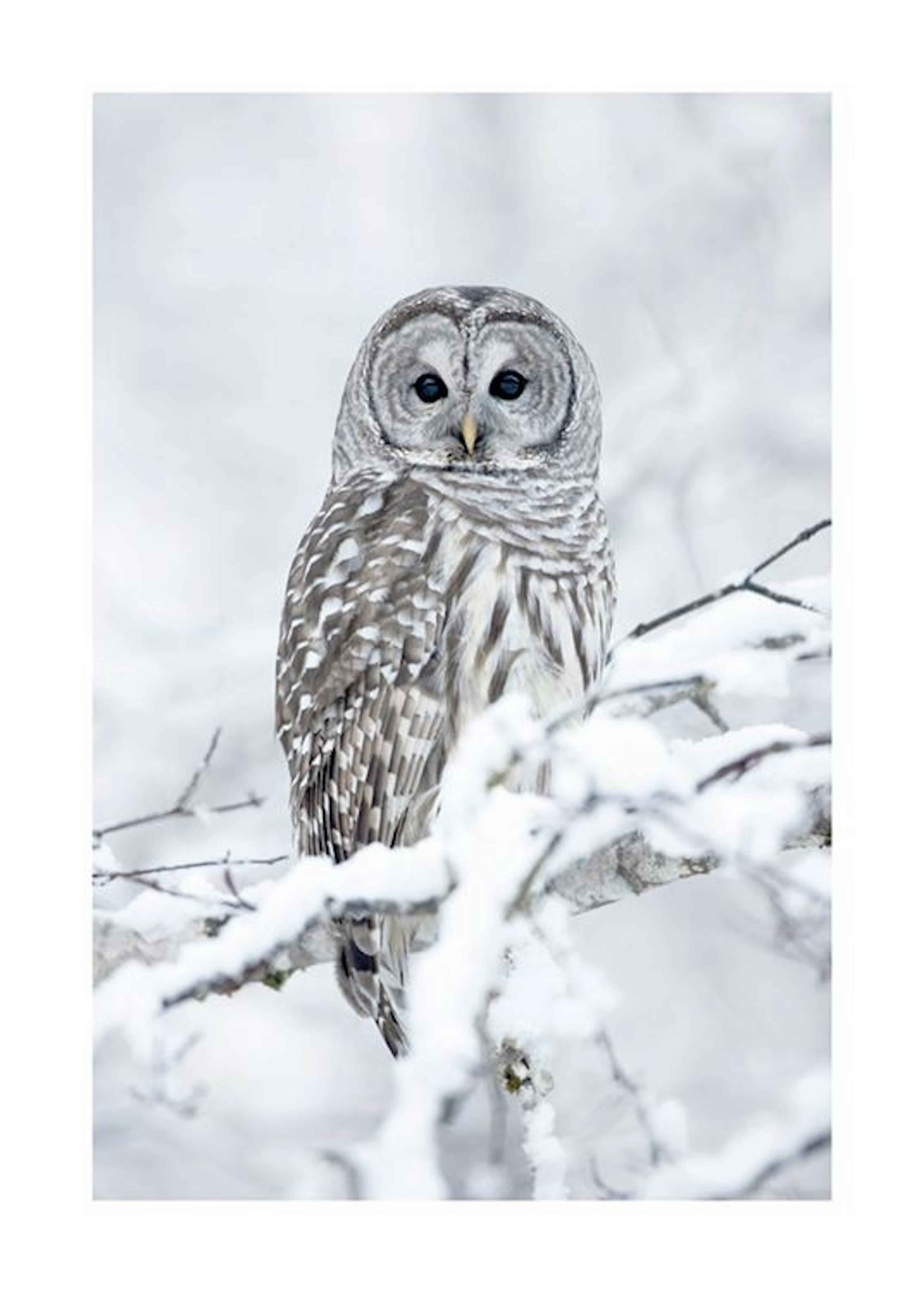 Barred Owl Plakat