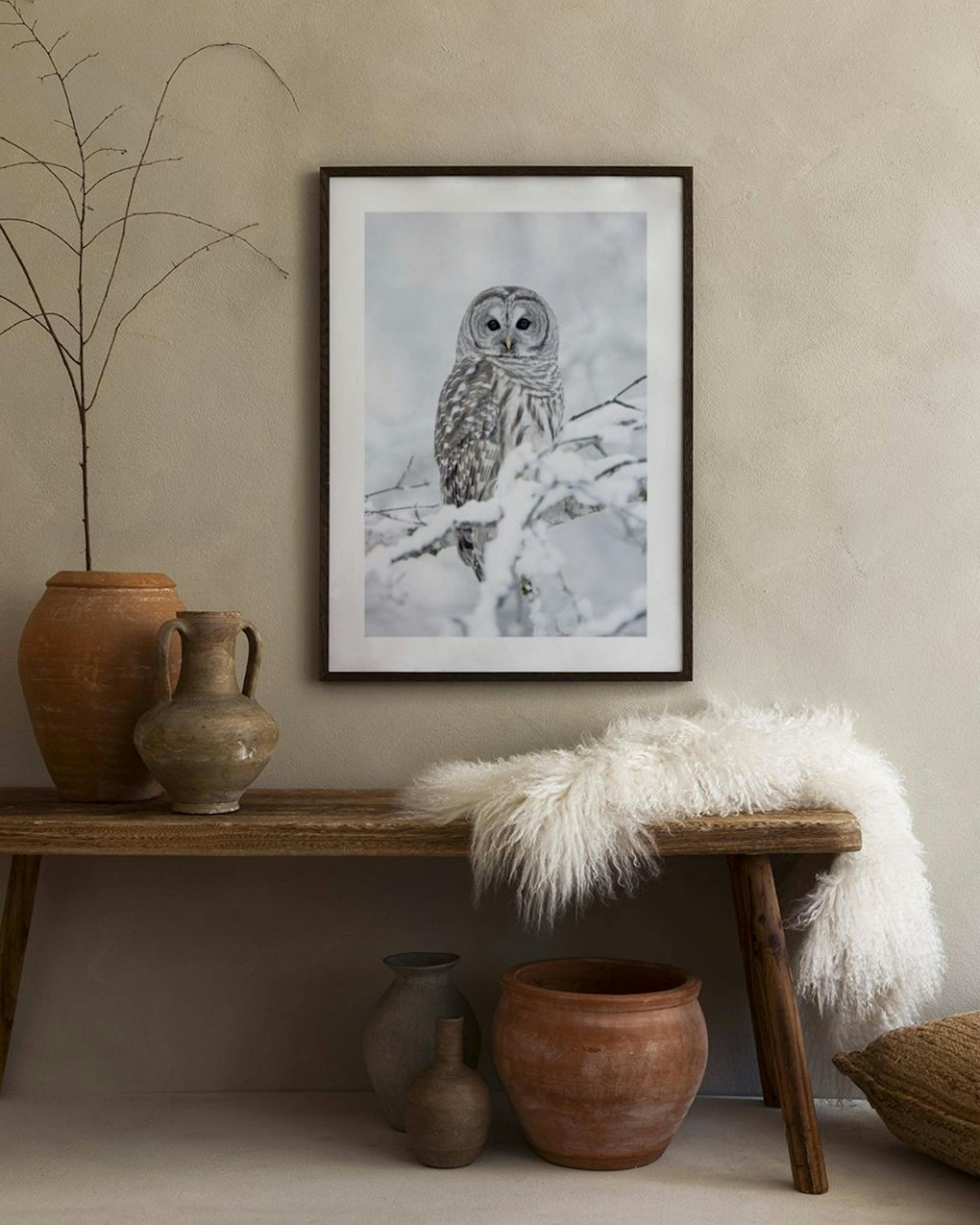 Barred Owl Poster