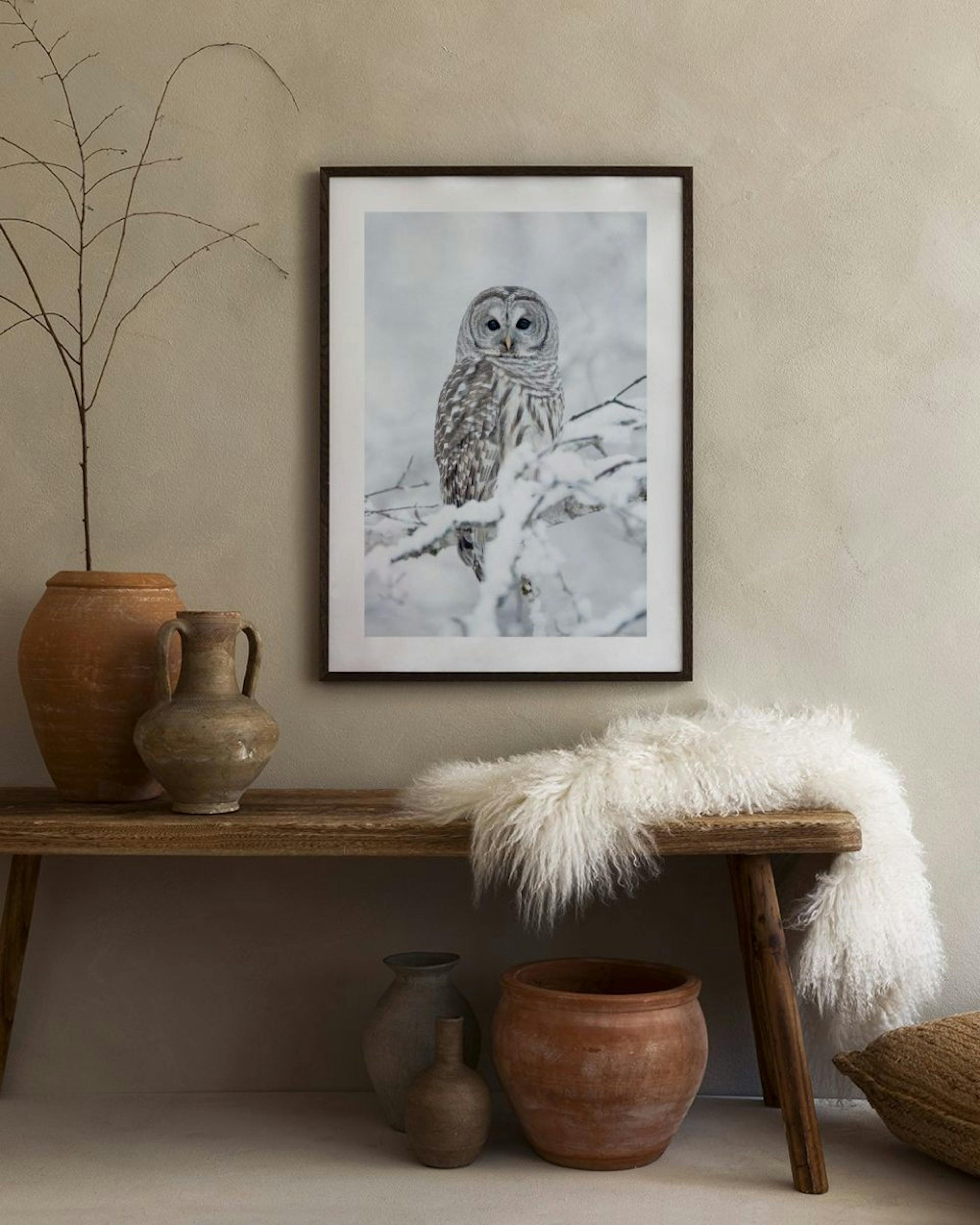 Barred Owl Affiche