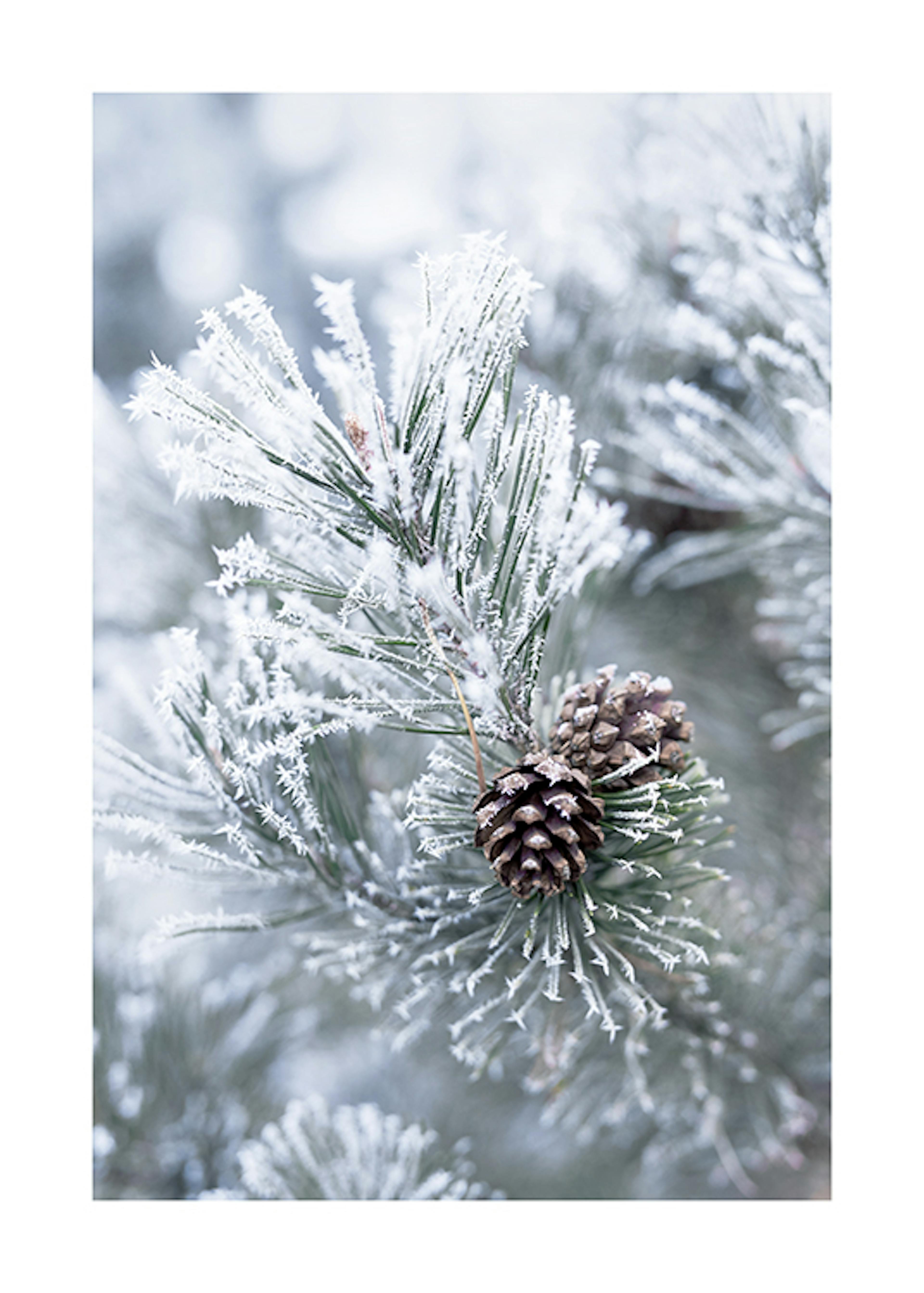 Frosty Pine Cones Print 0