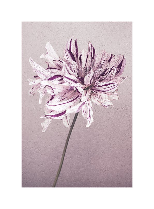 Purple Dahlia No1 Poster (21x30 cm)-Poster