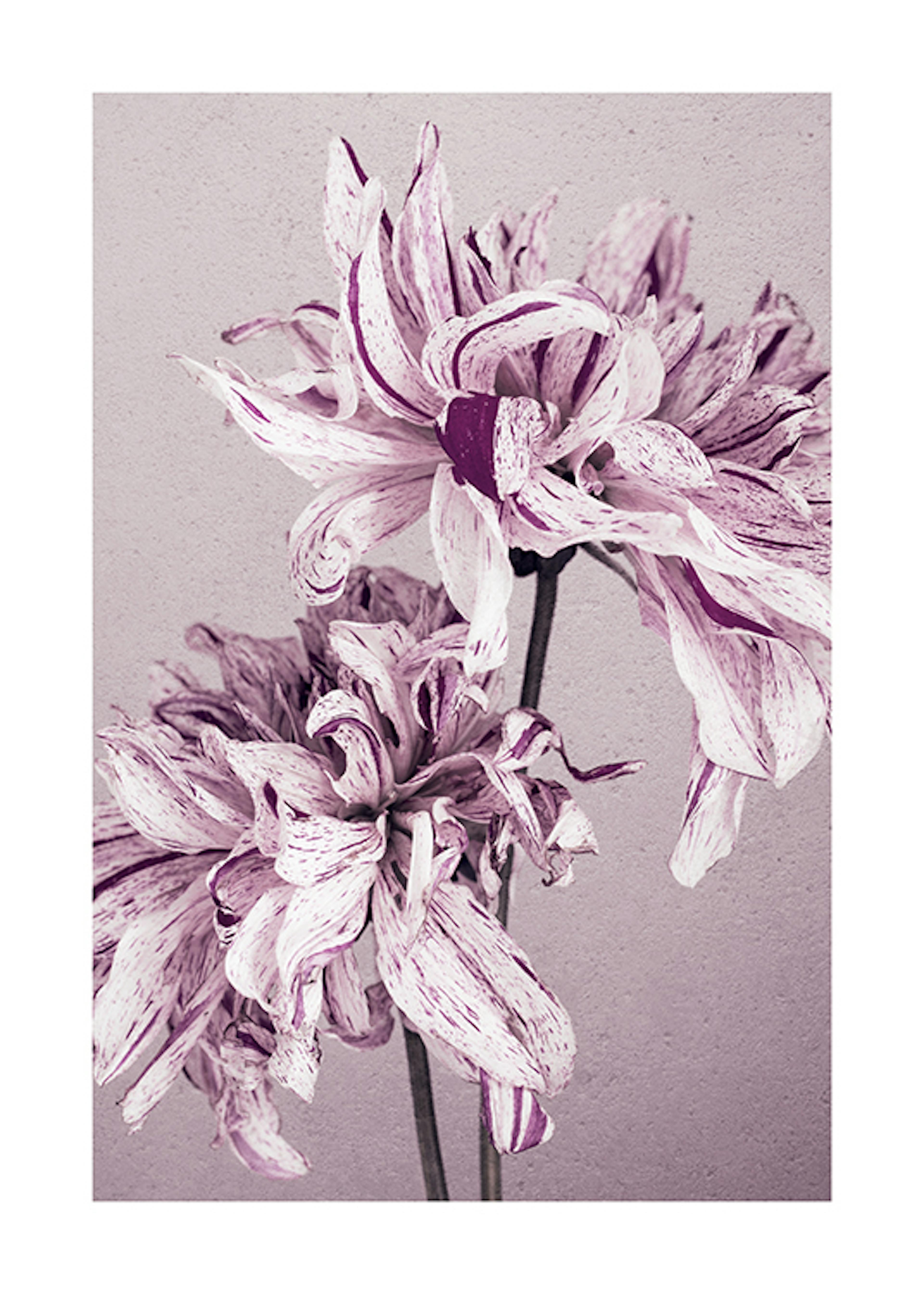 Purple Dahlia No2 Print