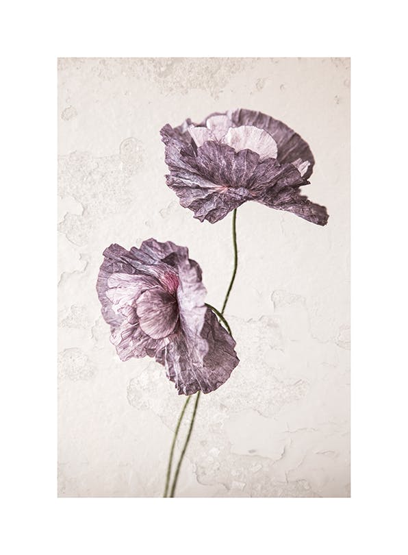 Purple Poppy Flower Affiche (21x30 cm)
