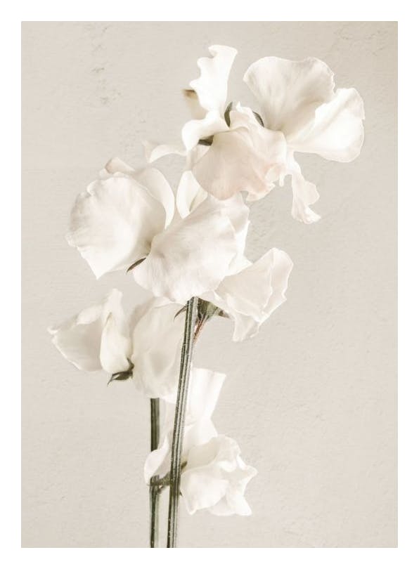 In Full Bloom Poster (21x30 cm)