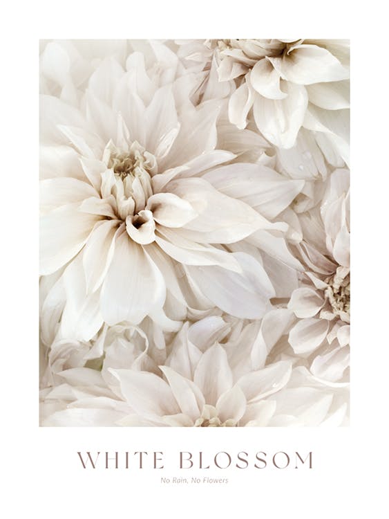 White Blossom No2 Plakat 0