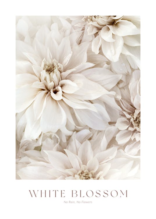 White Blossom No2 Affiche 0
