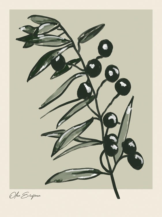 Olea Europaea Affiche 0