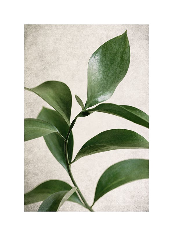 Green Botanical Poster (30x40 cm) - Poster