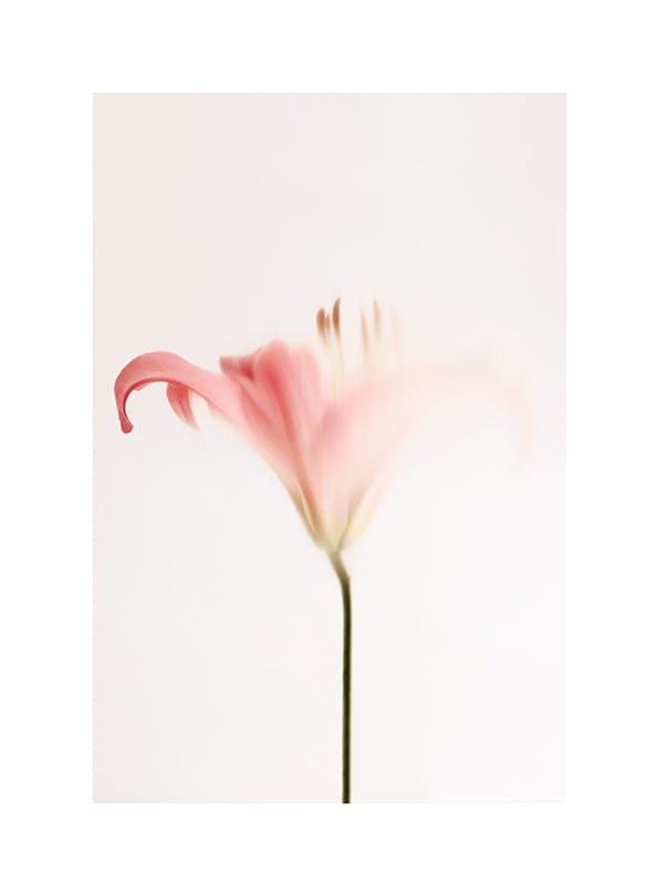 Soft Pink Lily Plakat (21x30 cm)-Plakaty