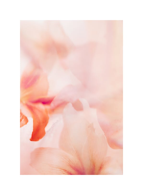 Coral Lily No2 Poster (30x40 cm)