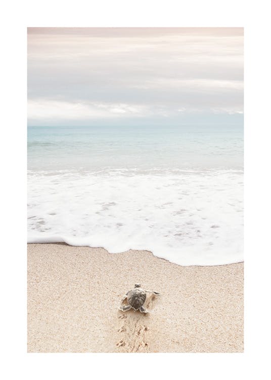 Turtle on the Beach Poster 0