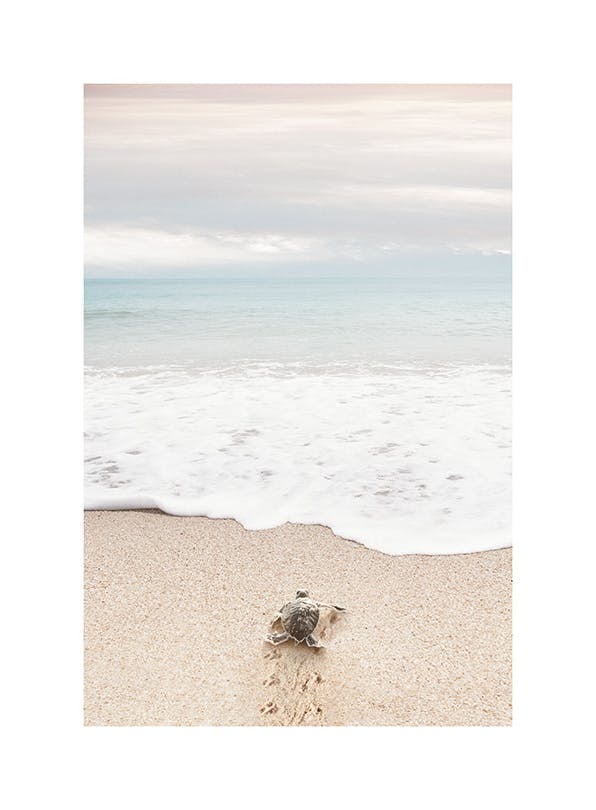 Turtle on the Beach Plakat (30x40 cm)- Obrazy plaży