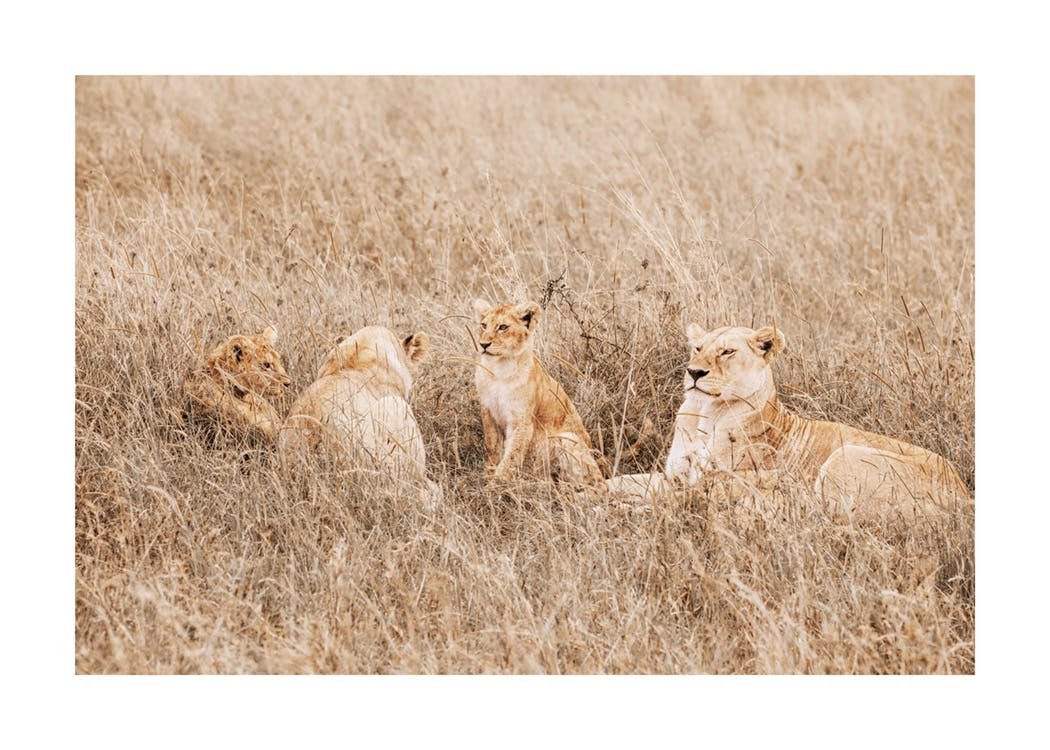 Peaceful Lion Family Poster 0