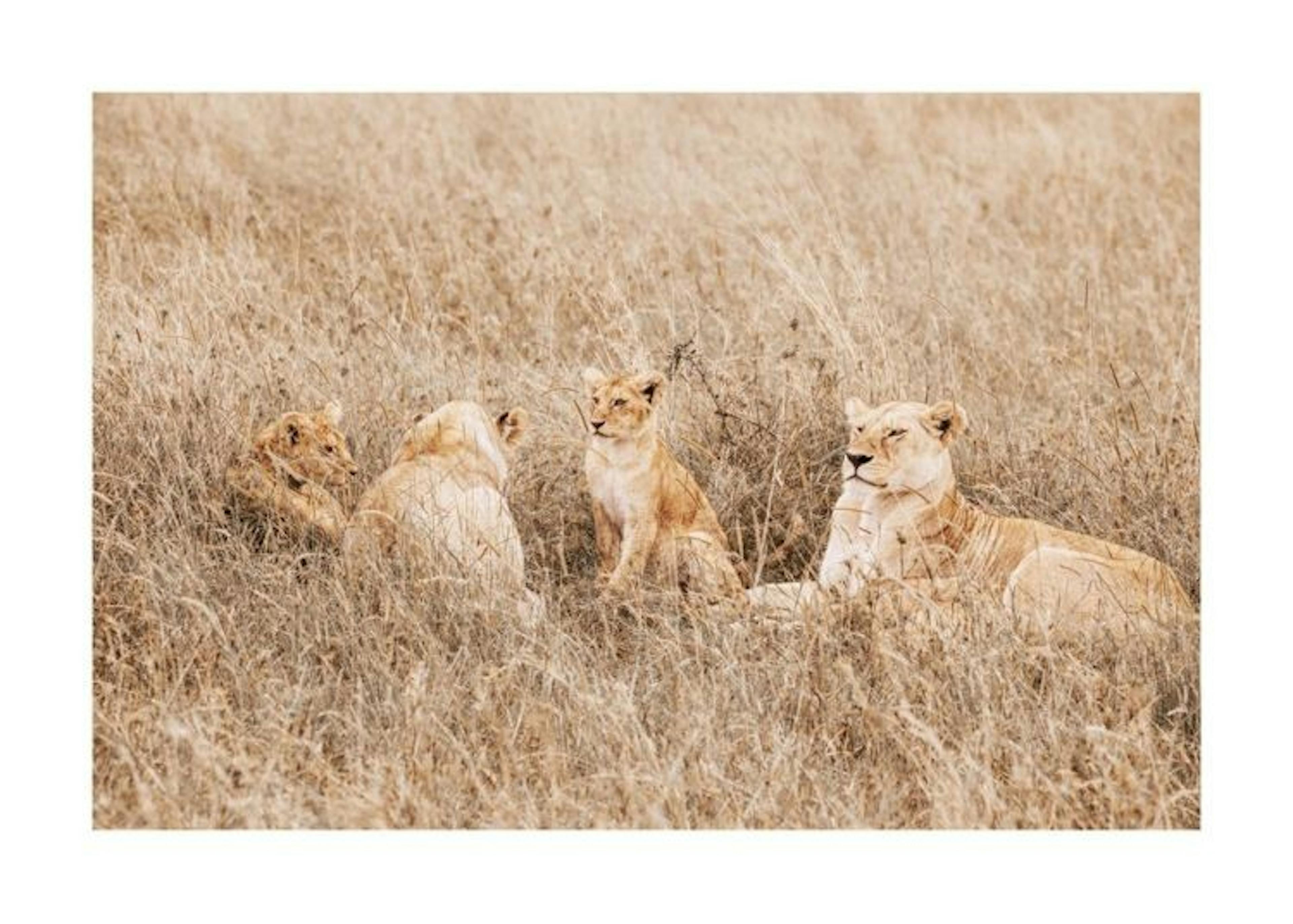 Peaceful Lion Family Plakat 0