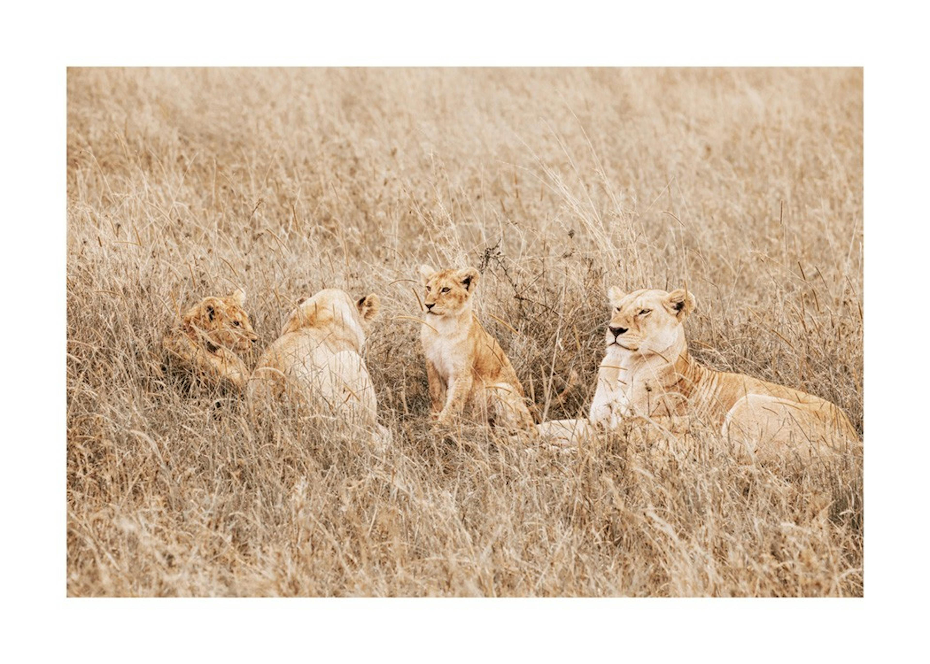 Peaceful Lion Family Plakat 0