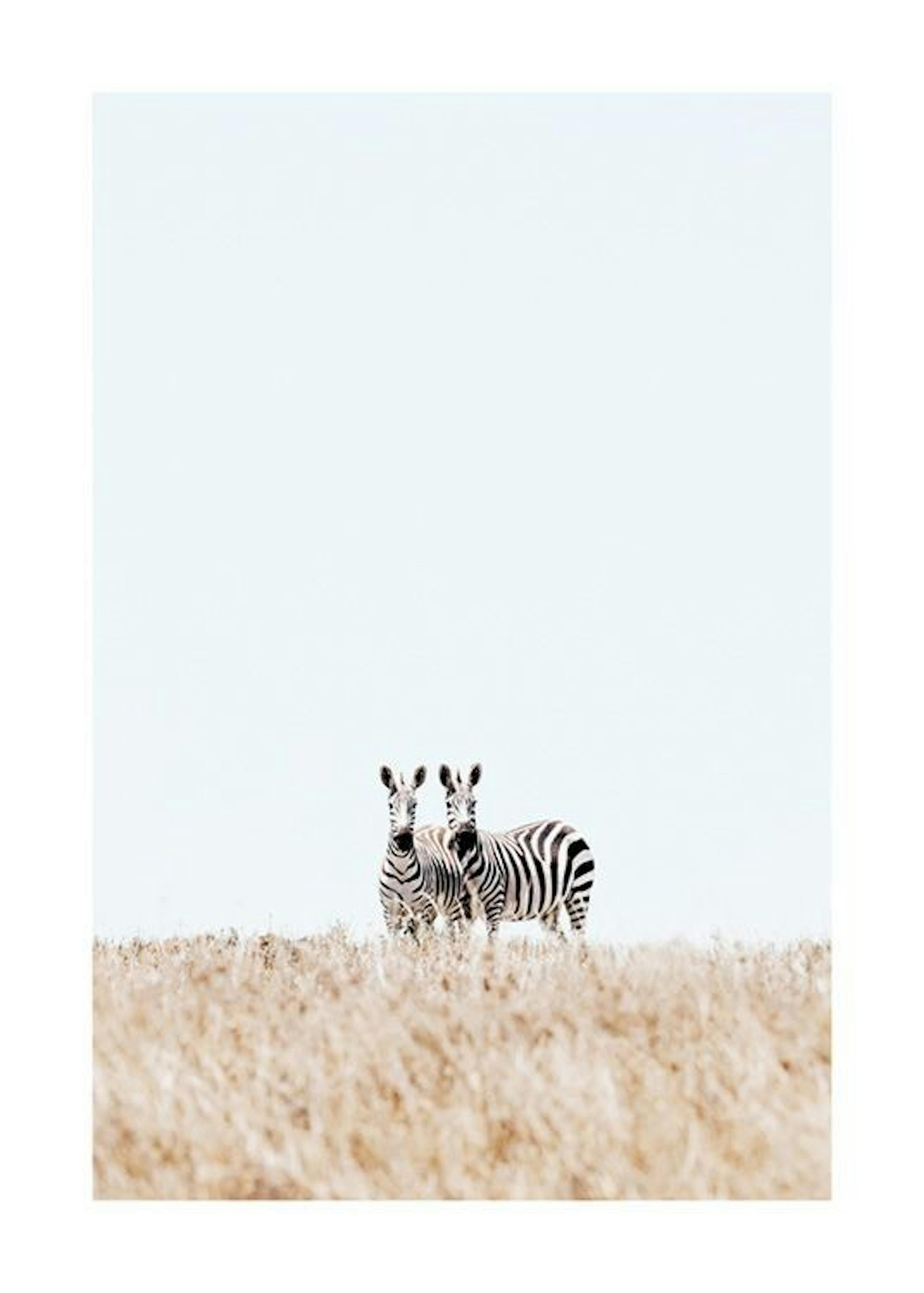 Zebra Couple Plakát 0