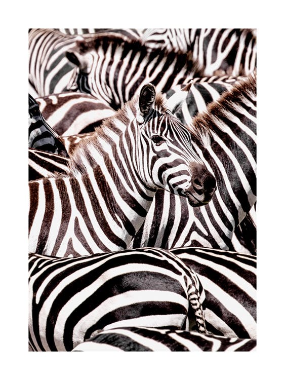 Crossing Zebras Poster 0