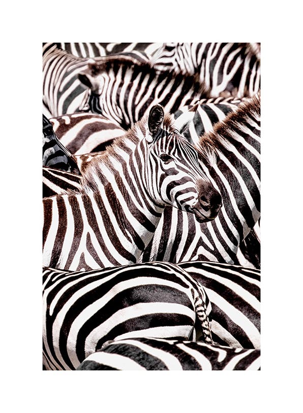Prints - Crossing Zebras Print (30x40 cm) - Studio Savanna