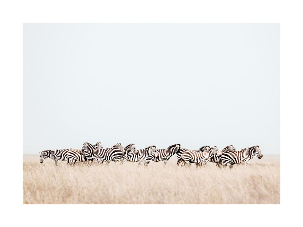 Zebra Herd​ Plagát 0