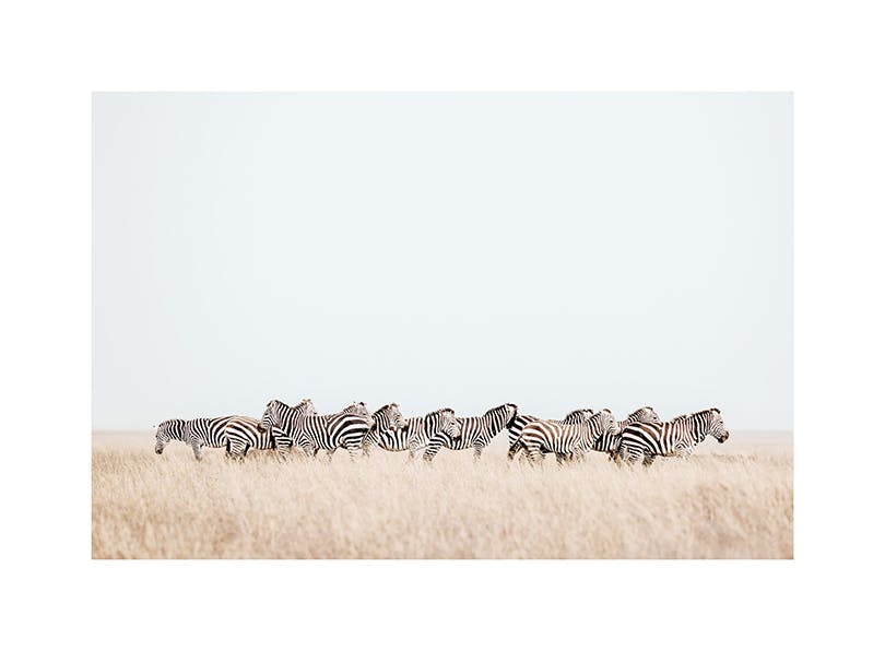 Zebra Herd​ Poster (50x70 cm)