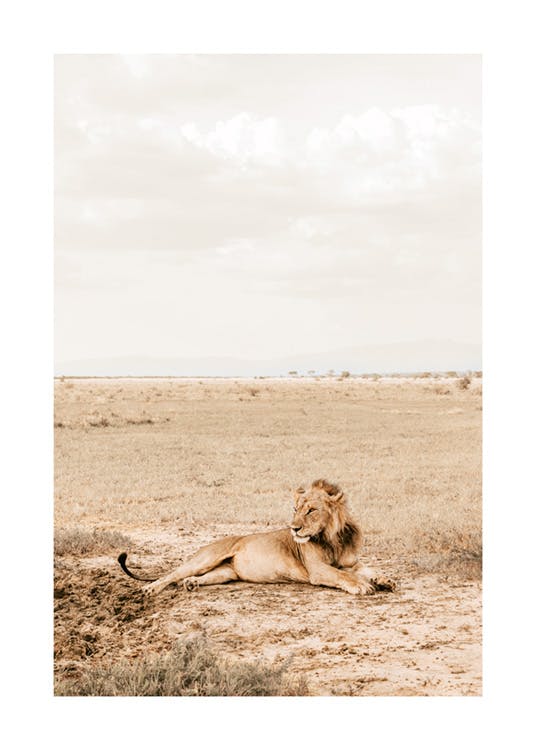 Majestic Lion Plakát 0