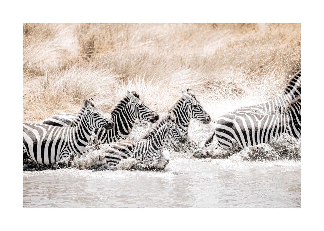 Zebras in Movement​ Plakát 0