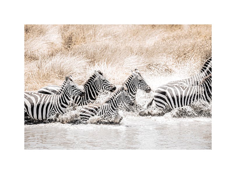 Zebras in Movement​ Affiche (30x40 cm) - Studio Savanna
