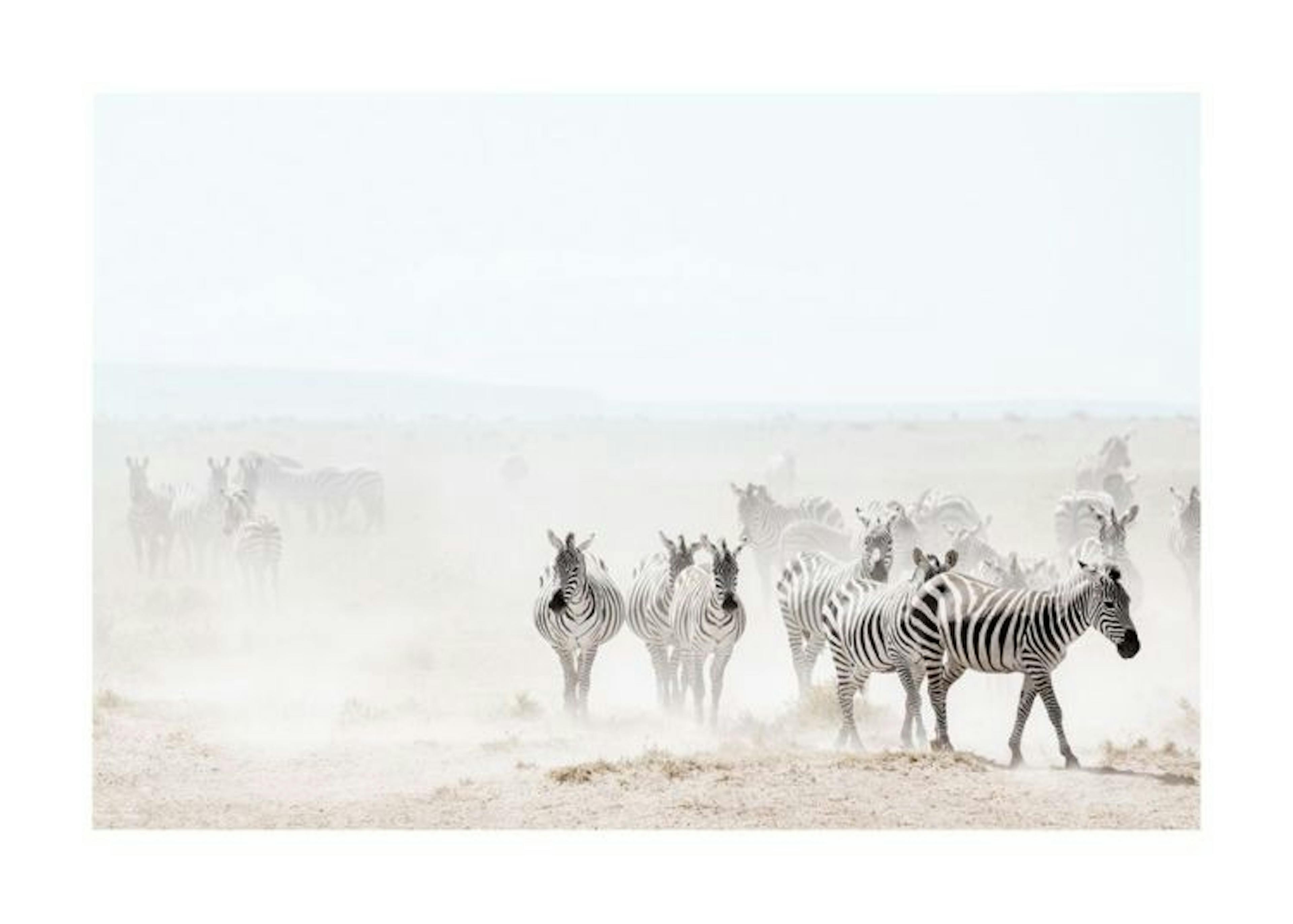 Dusty Zebra Herd Poster 0