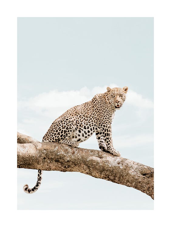 Resting Leopard​ Poster 0