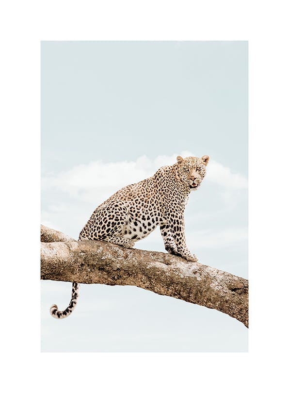 Resting Leopard​ Poster (30x40 cm)