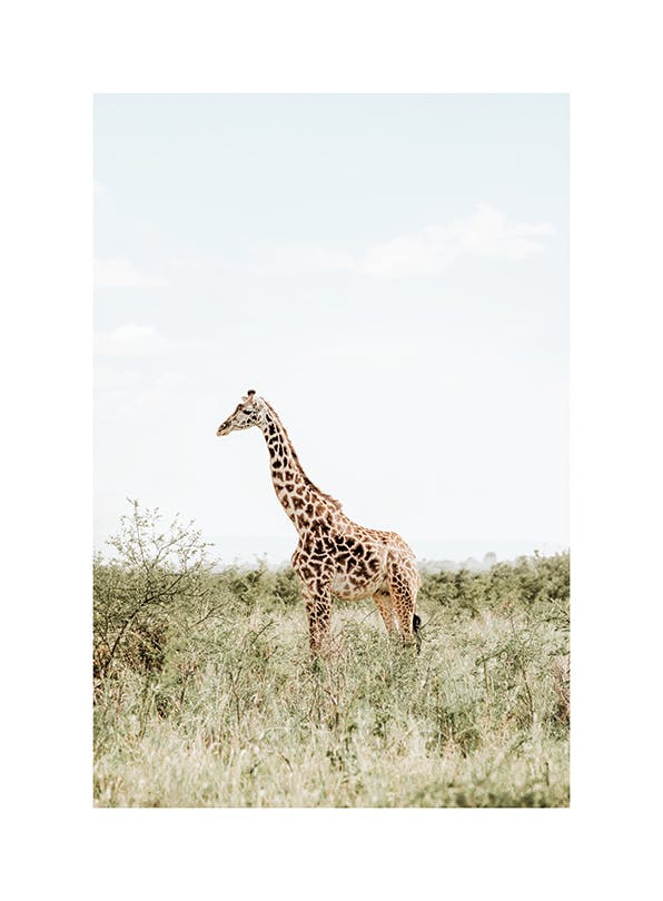 Elegant Giraffe​ Affiche (50x70 cm) - Studio Savanna