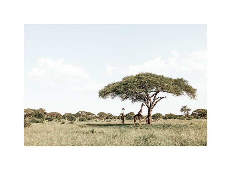 Prints - Giraffes in Shadow​ Print (30x40 cm) - Studio Savanna