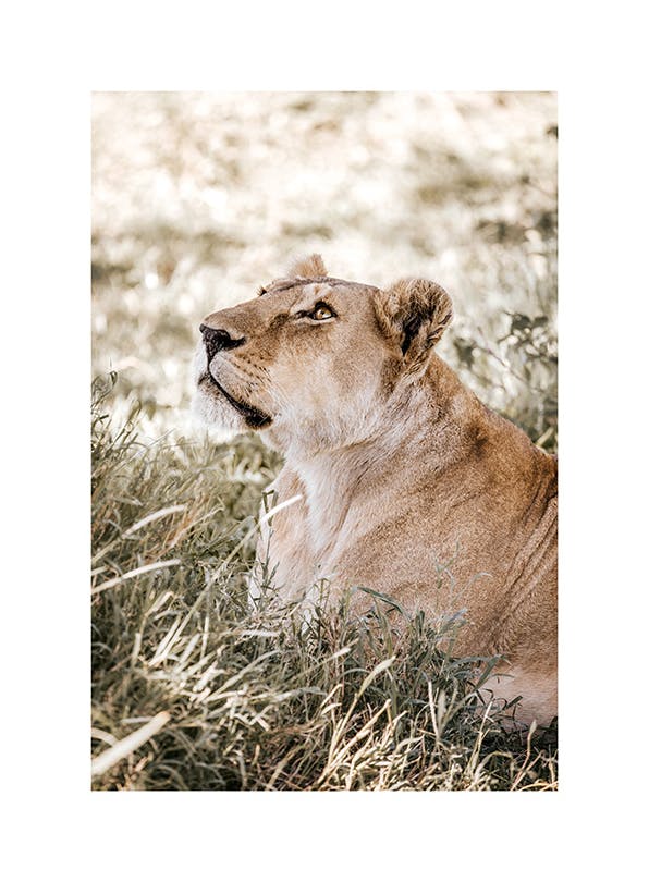 Sky Gazing Lion​ Poster (50x70 cm)