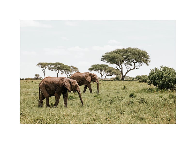 Elephants in the Wild​ Poster (100x150 cm)