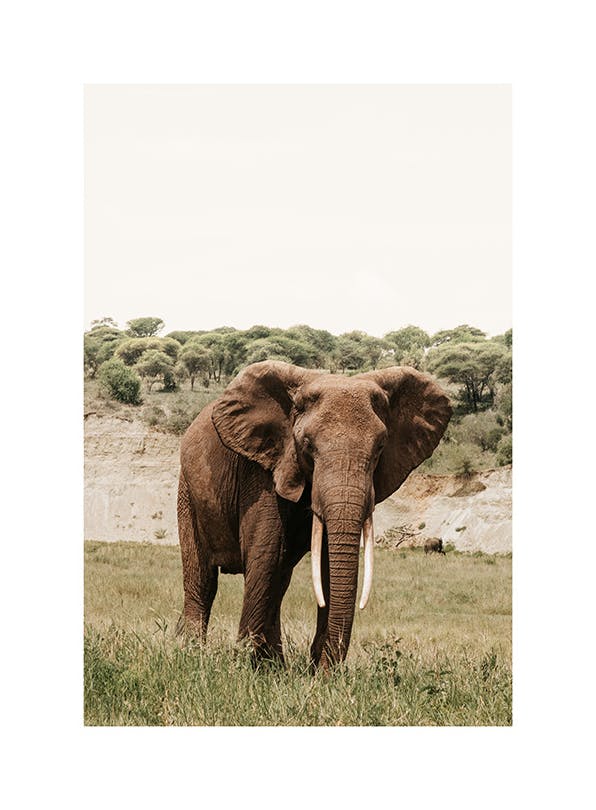 Prints - Giant Steps Print (30x40 cm) - Studio Savanna