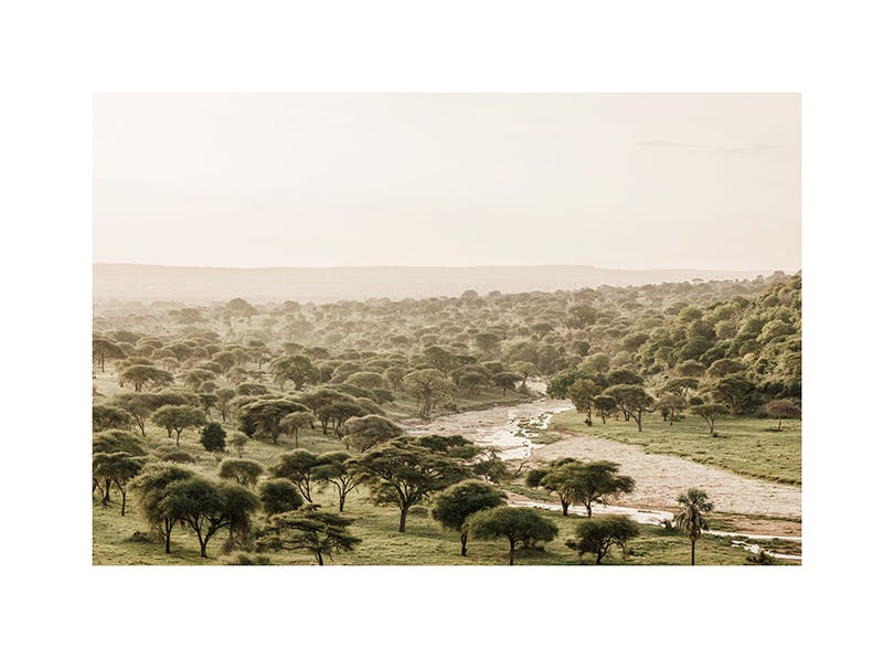 African Wilderness Poster (50x70 cm)