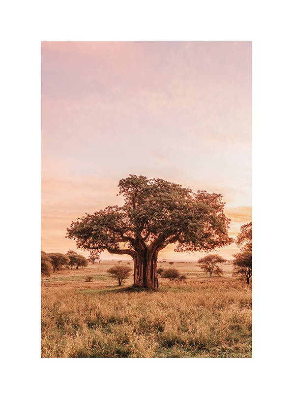 Baobab Tree in Sunrise Poster (50x70 cm)