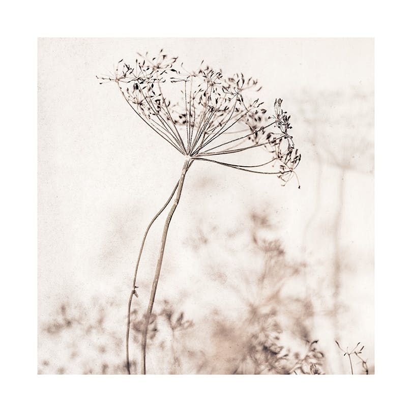 Prints - Beige Dried Flower Print (50x50 cm) - Floral prints