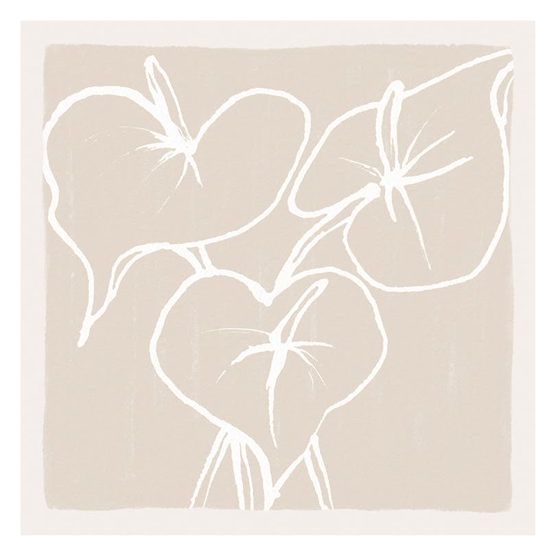 Anthurium Lines Plakat (50x50 cm)- Rośliny zielone
