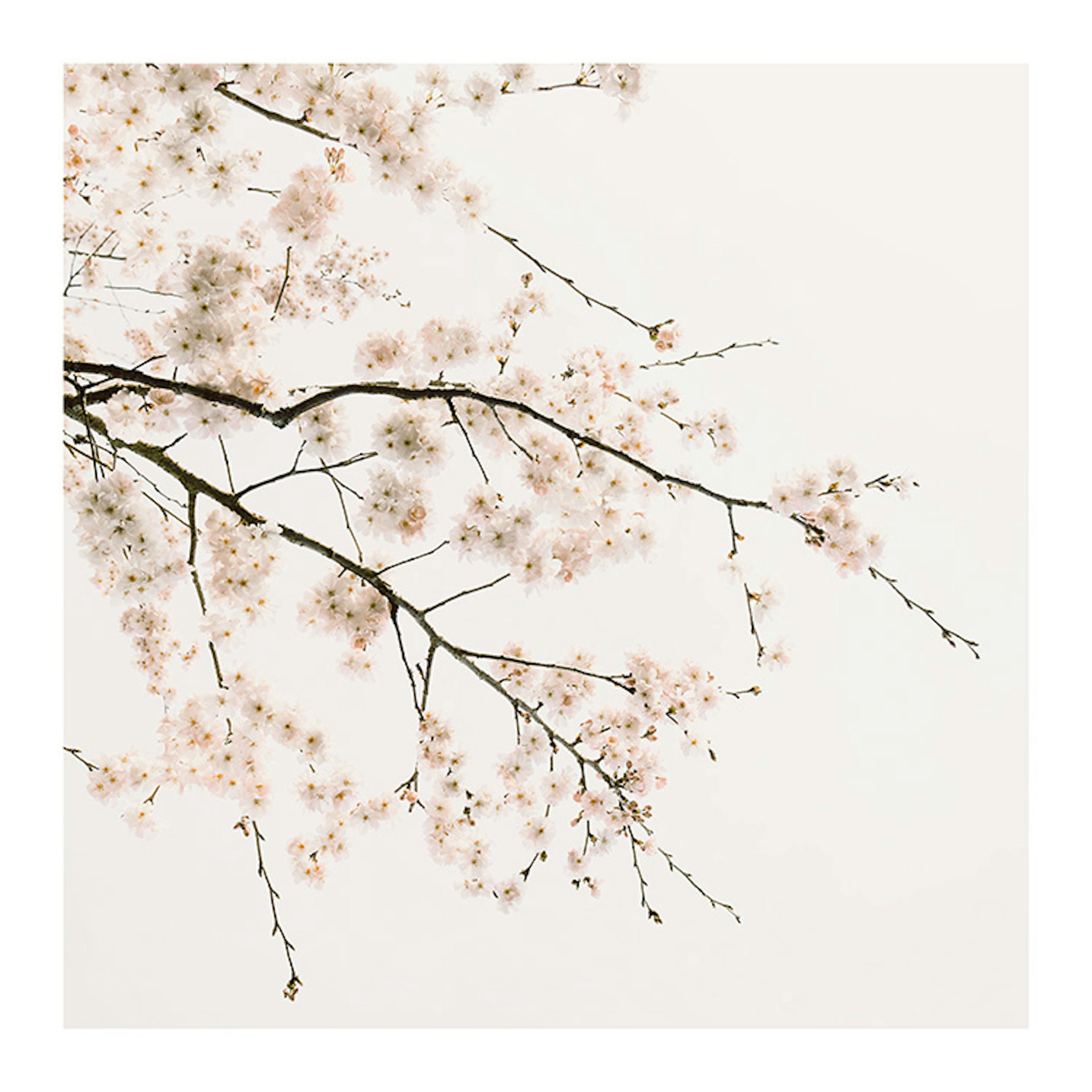 Cherry Blossom Print 0