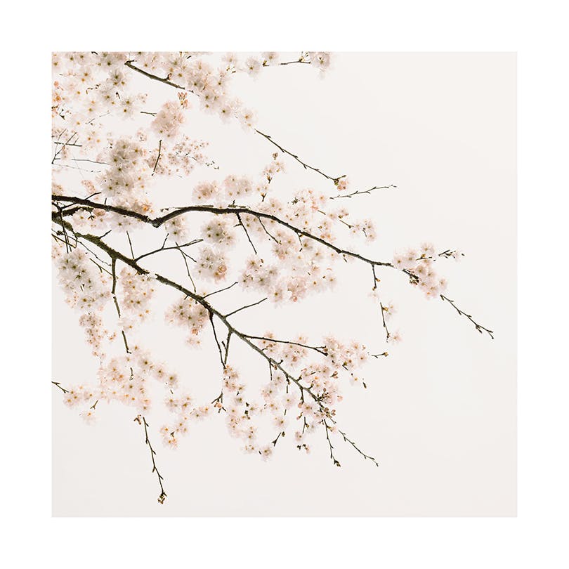 Cherry Blossom Plakat (50x50 cm)- Plakaty z kwiatami