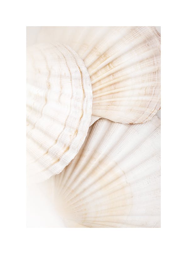 Close Up Shells Poster (30x40 cm)